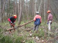 森林保全チームによる支障木・危険木伐倒処理の様子
