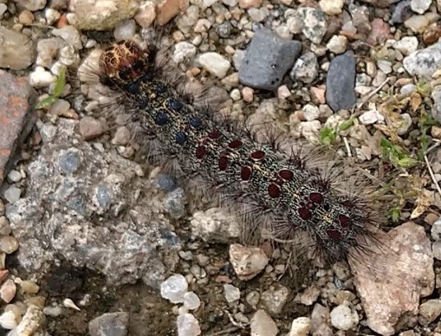 マイマイガ等毛虫にご注意ください 烏川渓谷緑地